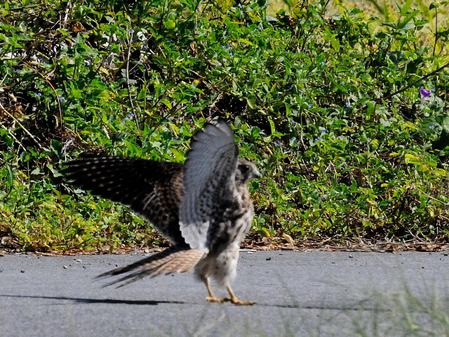 `EQ{E @@iR-3j@h@s@2014/09/27@ Photo by Kohyuh