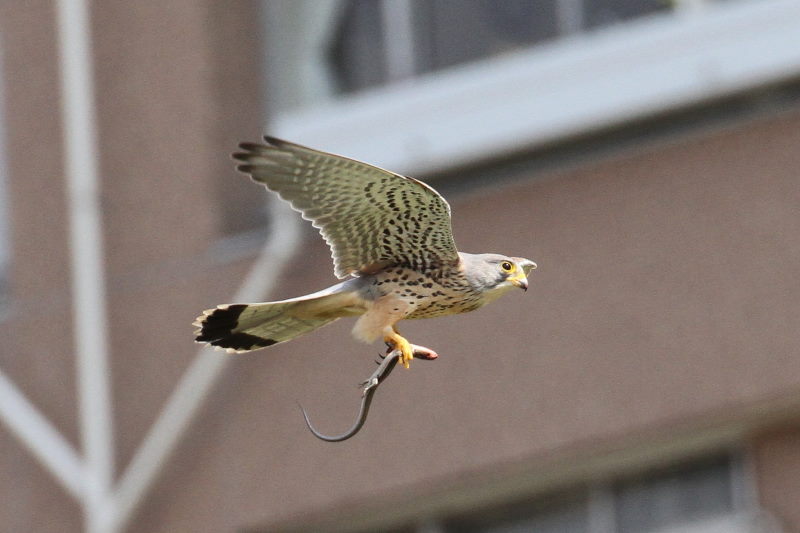 チョウゲンボウ（４態-2）　中津の河川敷　大阪市　2017/03/28　Photo by Manda 　（写真提供：　萬田）