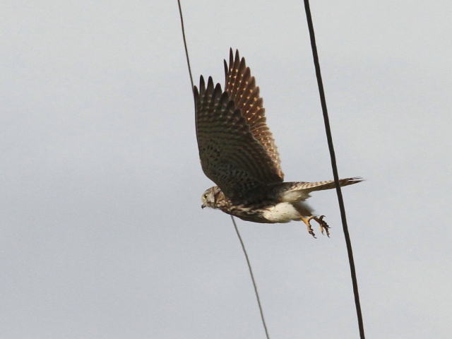 `EQ{E̔ї@iR-2j@J@s@2014/10/06@ Photo by Manda