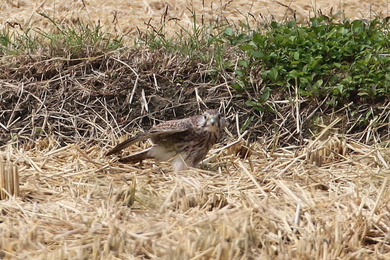 `EQ{E@юp@iU-2j@J@s@2014/10/21@ Photo by Manda