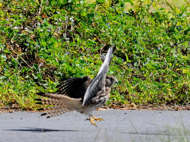 `EQ{E @@iR-2j@h@s@2014/09/27@ Photo by Kohyuh