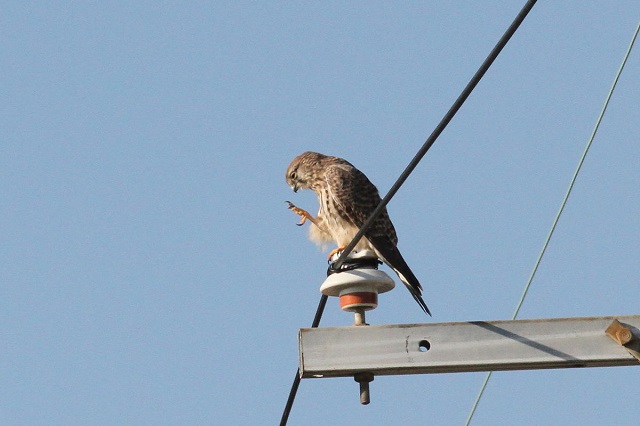 `EQ{E@`L@iU-2j@J@s@2014/10/29@ Photo by Manda