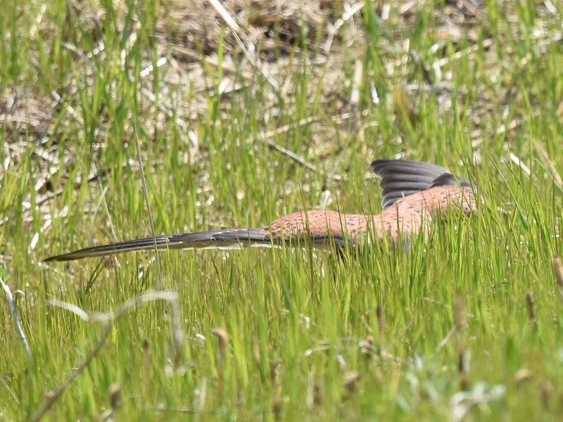 チョウゲンボウ（７態-3）　淀川十三芦原　大阪市　2018/03/14　Photo by Hyashi　（写真提供：　林）