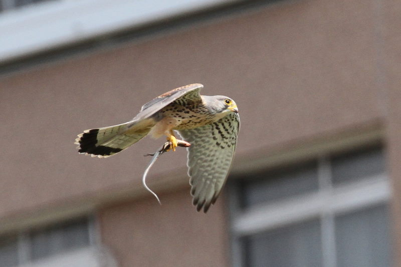 チョウゲンボウ（４態-3）　中津の河川敷　大阪市　2017/03/28　Photo by Manda 　（写真提供：　萬田）