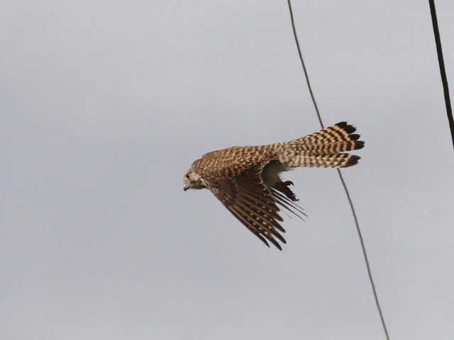 `EQ{E̔ї@iR-3j@J@s@2014/10/06@ Photo by Manda