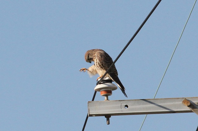 `EQ{E@p[@iU-3j@J@s@2014/10/29@ Photo by Manda