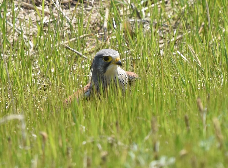 チョウゲンボウ（７態-4）　淀川十三芦原　大阪市　2018/03/14　Photo by Hyashi　（写真提供：　林）