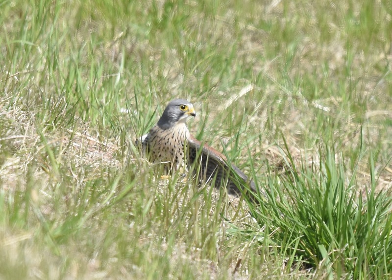 チョウゲンボウ（７態-5）　淀川十三芦原　大阪市　2018/03/14　Photo by Hyashi　（写真提供：　林）