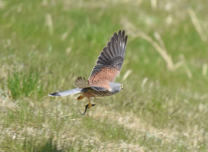 チョウゲンボウ（７態-6）　淀川十三芦原　大阪市　2018/03/14　Photo by Hyashi　（写真提供：　林）