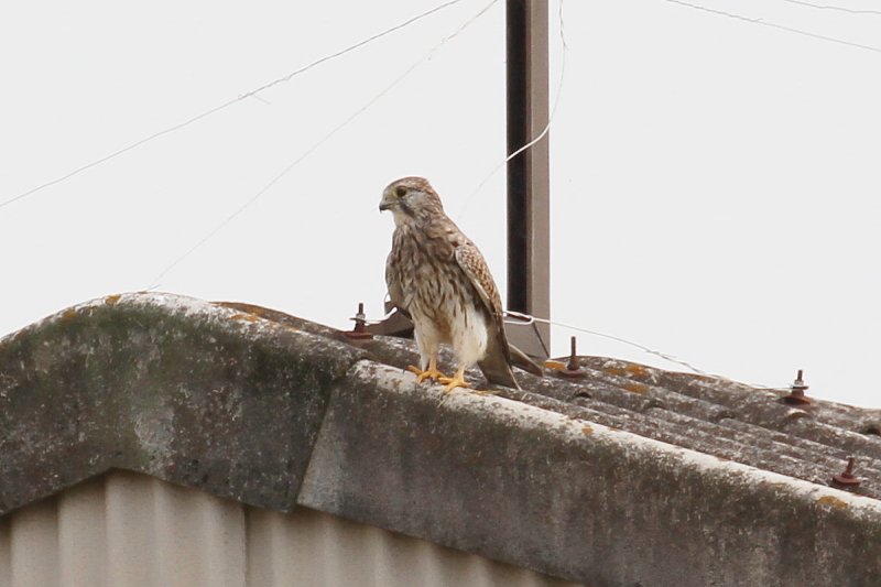 `EQ{E@юp@iU-6j@J@s@2014/10/21@ Photo by Manda