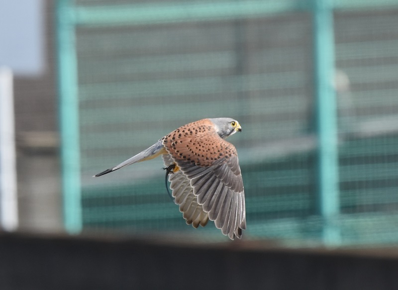 チョウゲンボウ（７態-7）　淀川十三芦原　大阪市　2018/03/14　Photo by Hyashi　（写真提供：　林）