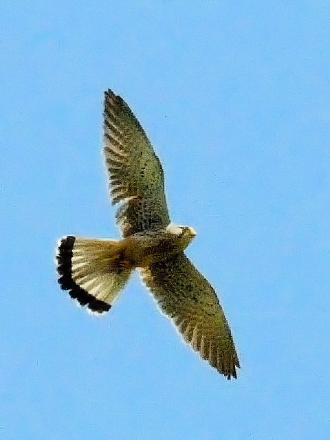 B `EQ{E@@s@@2010/04/14@ Photo by Kohyuh