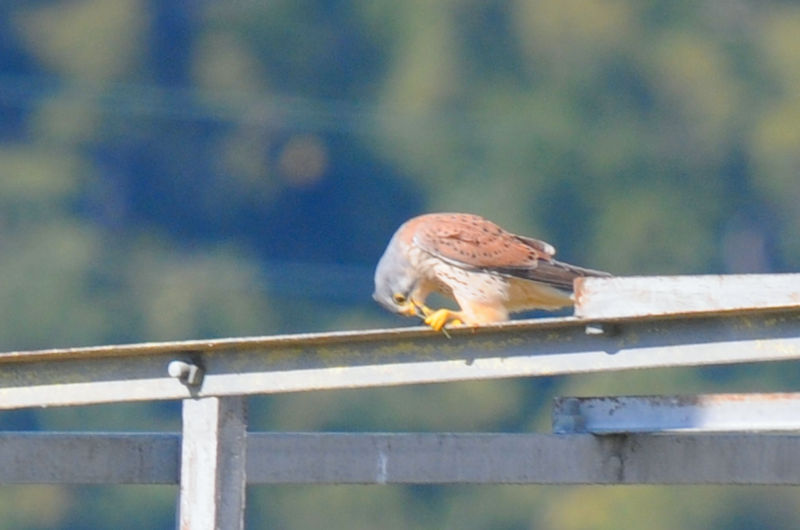 `EQ{E@@J@s@2021/11/24@ Photo by Kohyuh