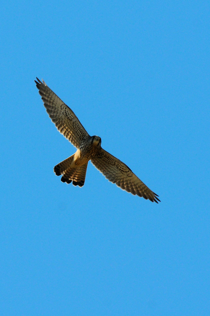 `EQ{E@@J@s@2022/10/28@ Photo by Kohyuh