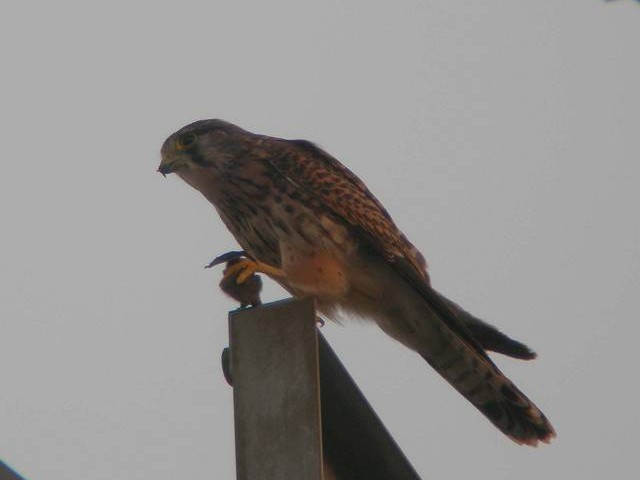 @ `EQ{E@s@J@2006/10/18@ Photo by Takayama