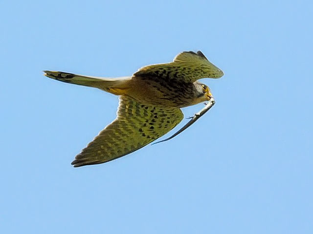 A `EQ{E@@s@@@2010/04/16@ Photo by Kohyuh