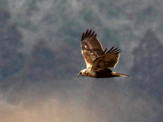 ① チュウヒ　成鳥　西の湖　滋賀県　2013/02/07　Photo by Manda　（写真提供：　萬田）