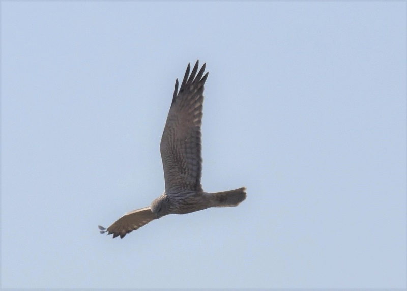 チュウヒ若鳥（８態-2）　十三干潟にて　大阪市　2018/03/14　Photo by Hyashi　（写真提供：　林）