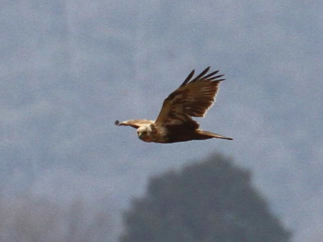 ③ チュウヒ　成鳥　西の湖　滋賀県　2013/02/07　Photo by Manda　（写真提供：　萬田）