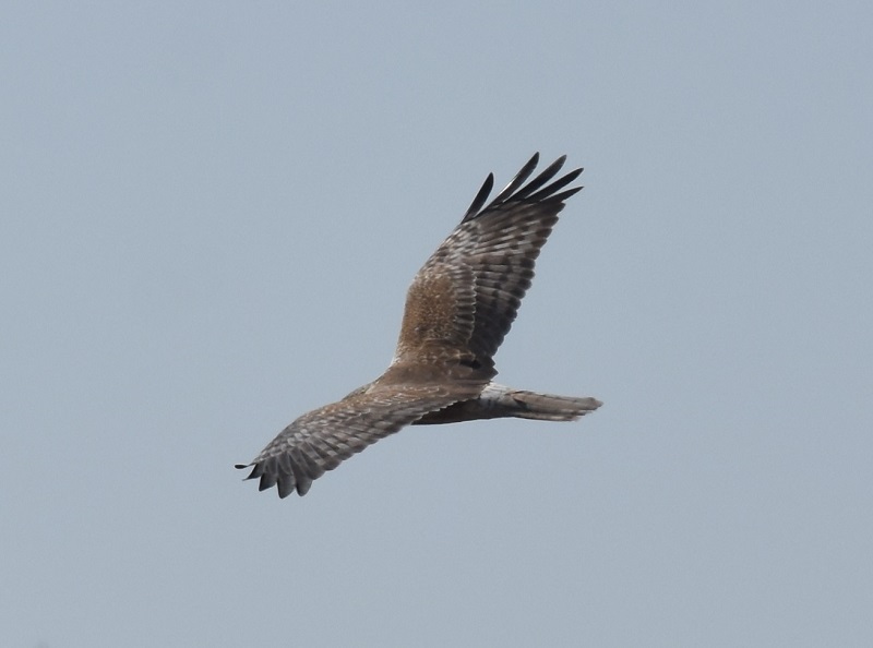 チュウヒ若鳥（８態-4）　十三干潟にて　大阪市　2018/03/14　Photo by Hyashi　（写真提供：　林）
