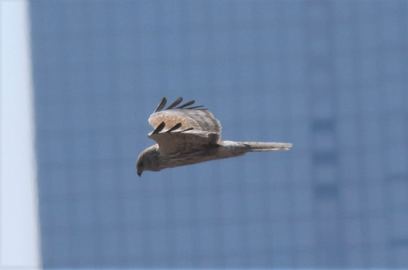 チュウヒ若鳥（８態-5）　十三干潟にて　大阪市　2018/03/14　Photo by Hyashi　（写真提供：　林）