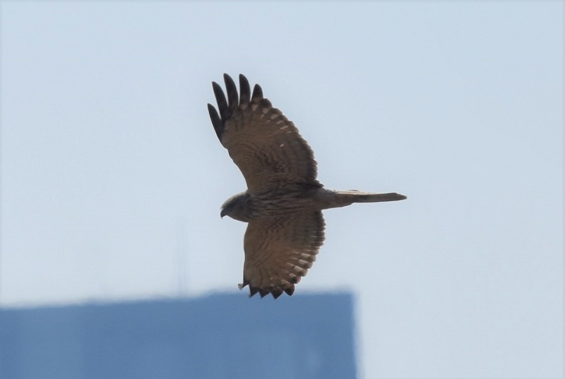 チュウヒ若鳥（８態-6）　十三干潟にて　大阪市　2018/03/14　Photo by Hyashi　（写真提供：　林）