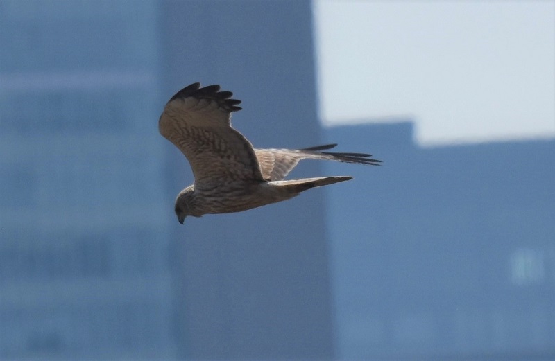 チュウヒ若鳥（８態-7）　十三干潟にて　大阪市　2018/03/14　Photo by Hyashi　（写真提供：　林）