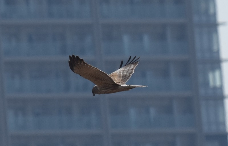 チュウヒ若鳥（８態-8）　十三干潟にて　大阪市　2018/03/14　Photo by Hyashi　（写真提供：　林）