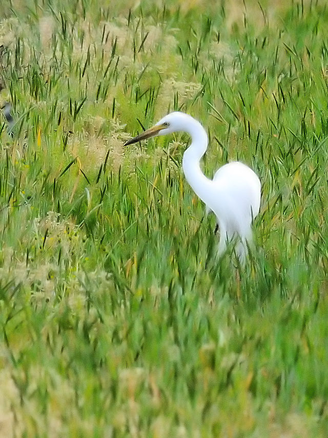 チュウサギ （２態-1）　内里の野鳥たち　八幡市　2015/04/23　Photo by Kohyuh