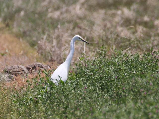 @ `ETM@@ĉH@J@s@2014/04/24@Photo by Manda@iʐ^񋟁F@ݓcj