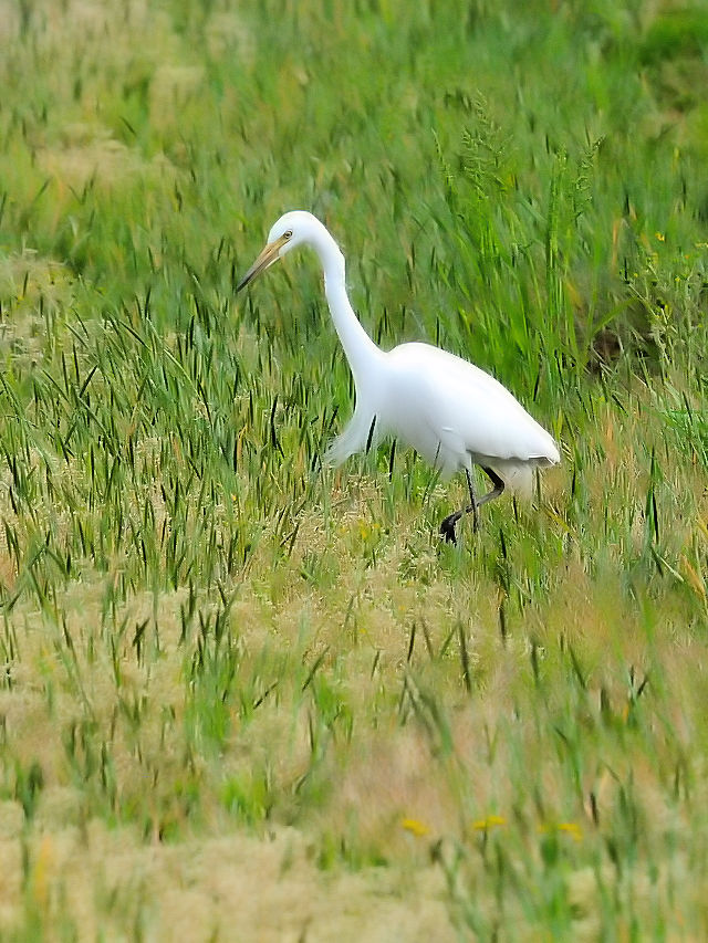 チュウサギ （２態-2）　内里の野鳥たち　八幡市　2015/04/23　Photo by Kohyuh