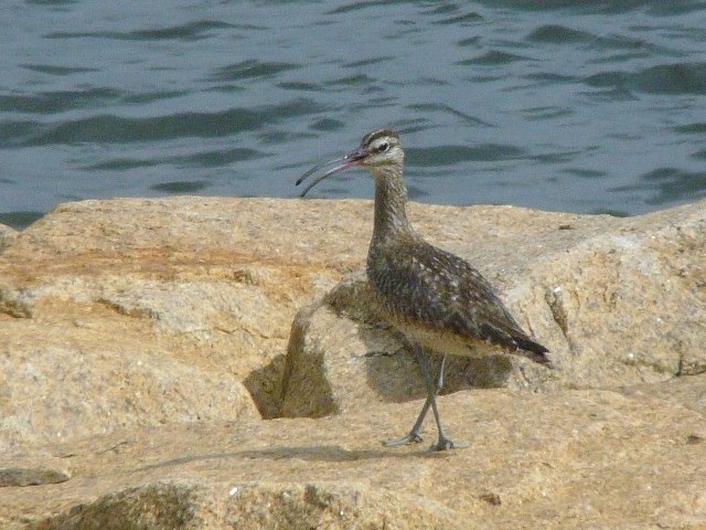 @ `EVNVM@@@qC݁@s@2008/09/01@Photo by Takase