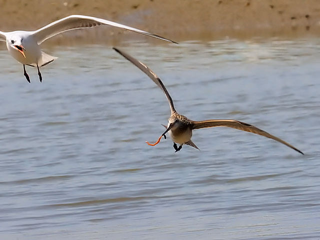 E II\nVVM@@썶݁@s@2010/04/28@Photo by Kohyuh