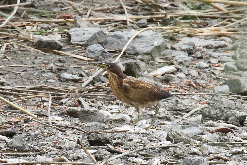 オオヨシゴイ成鳥（５態-1） 鵜殿　大阪府 2018/10/10　Photo by Manda （写真提供：　萬田悠二）