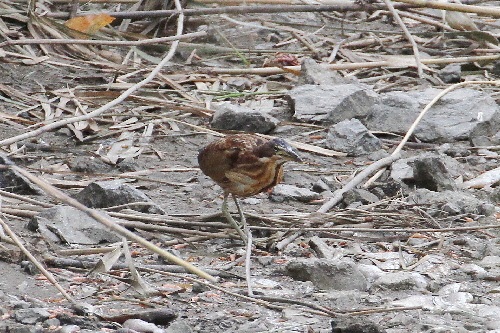 オオヨシゴイ成鳥（５態-2） 鵜殿　大阪府 2018/10/10　Photo by Manda （写真提供：　萬田悠二）