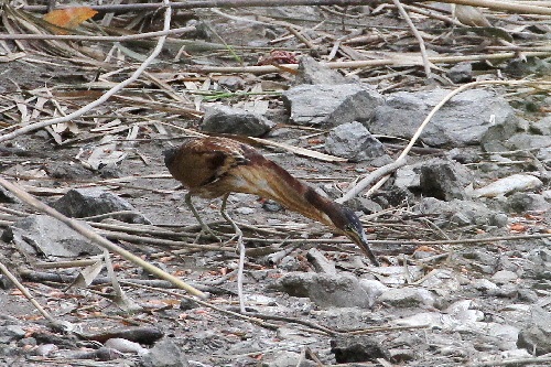 オオヨシゴイ成鳥（５態-3） 鵜殿　大阪府 2018/10/10　Photo by Manda （写真提供：　萬田悠二）