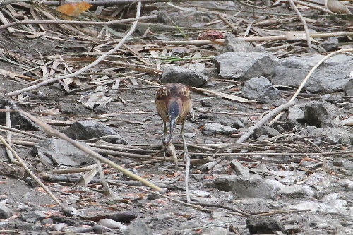 オオヨシゴイ成鳥（５態-4） 鵜殿　大阪府 2018/10/10　Photo by Manda （写真提供：　萬田悠二）