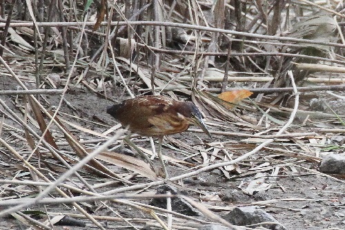 オオヨシゴイ成鳥（５態-5） 鵜殿　大阪府 2018/10/10　Photo by Manda （写真提供：　萬田悠二）