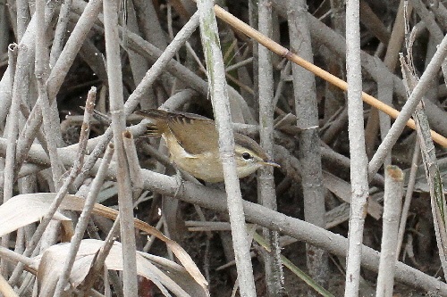 コヨシキリ （３態-1）　鵜殿　大阪府　2018/10/10　Photo by Manda　（写真提供：　萬田悠二）