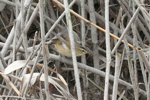 コヨシキリ （３態-2）　鵜殿　大阪府　2018/10/10　Photo by Manda　（写真提供：　萬田悠二）