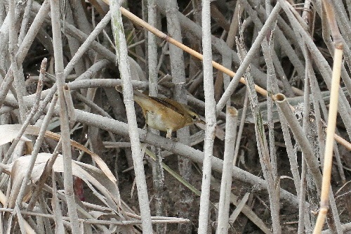 コヨシキリ （３態-3）　鵜殿　大阪府　2018/10/10　Photo by Manda　（写真提供：　萬田悠二）