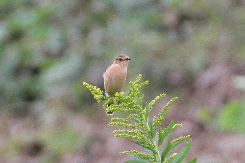 ノビタキ（２態-1）　鵜殿　大阪府　2018/10/10　Photo by Manda　（写真提供：　萬田悠二）