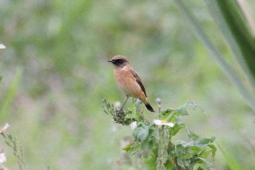 ノビタキ（２態-2）　鵜殿　大阪府　2018/10/10　Photo by Manda　（写真提供：　萬田悠二）