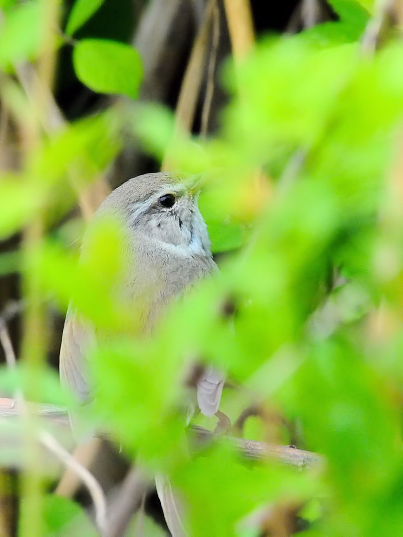 EOCX@썶݁@s@2018/04/14@Photo by Kohyuh