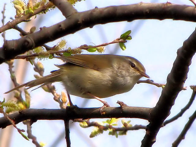 A EOCX@@s@@2010/03/14@Photo by Kohyuh