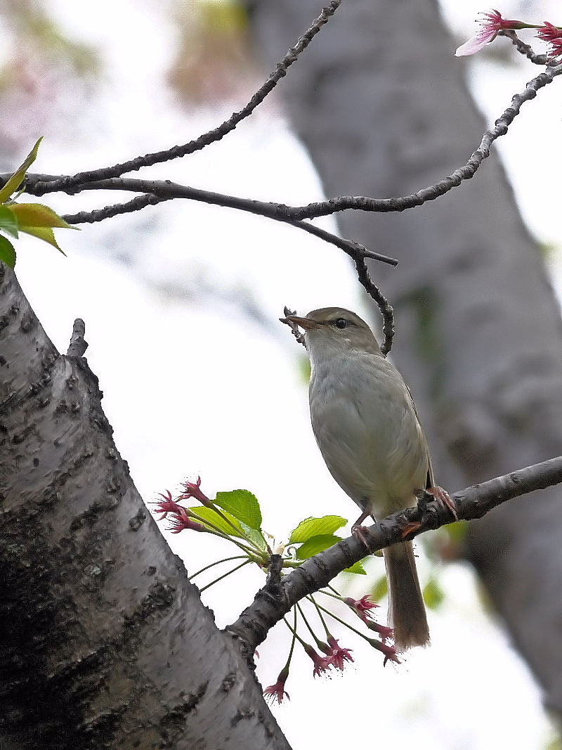 EOCX@@@s@2017/04/18@Photo by Kohyuh