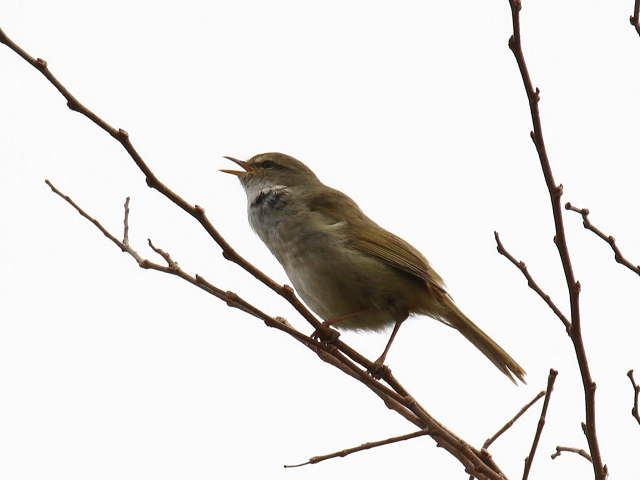 F-2 EOCX@@s@@2013/03/26@Photo by Manda