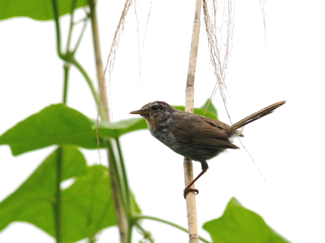 ① ウグイス ♂　成鳥　背割堤　八幡市　2012/06/24　Photo by Kohyuh