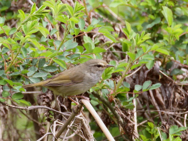 F-P EOCX@@s@@2013/03/26@Photo by Manda