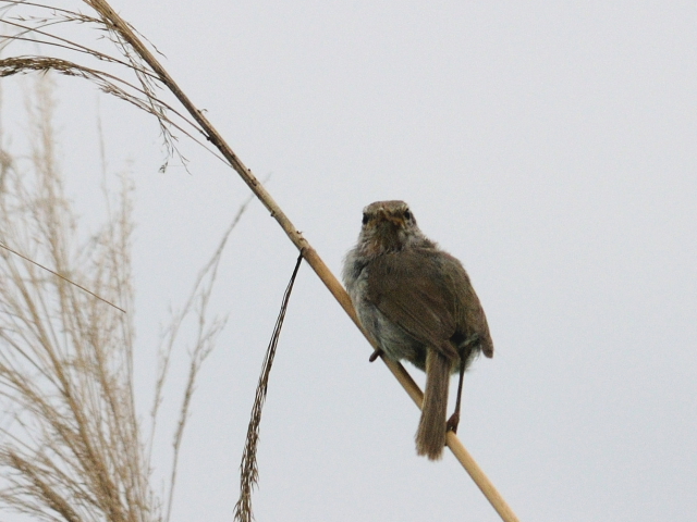 ② ウグイス ♂　成鳥　背割堤　八幡市　2012/06/24　Photo by Kohyuh